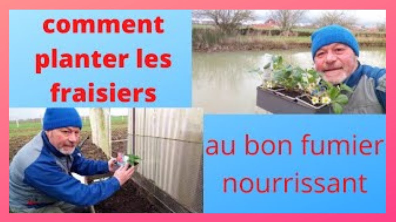 Plus d'herbes dans vos fraisiers  ! planter  avec les cartons !