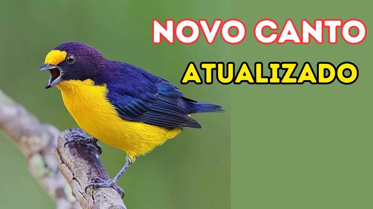 NOVO CANTO DO PÁSSARO VEM VEM,FIM FIM OU VIM VIM MACHO,FÊMEA