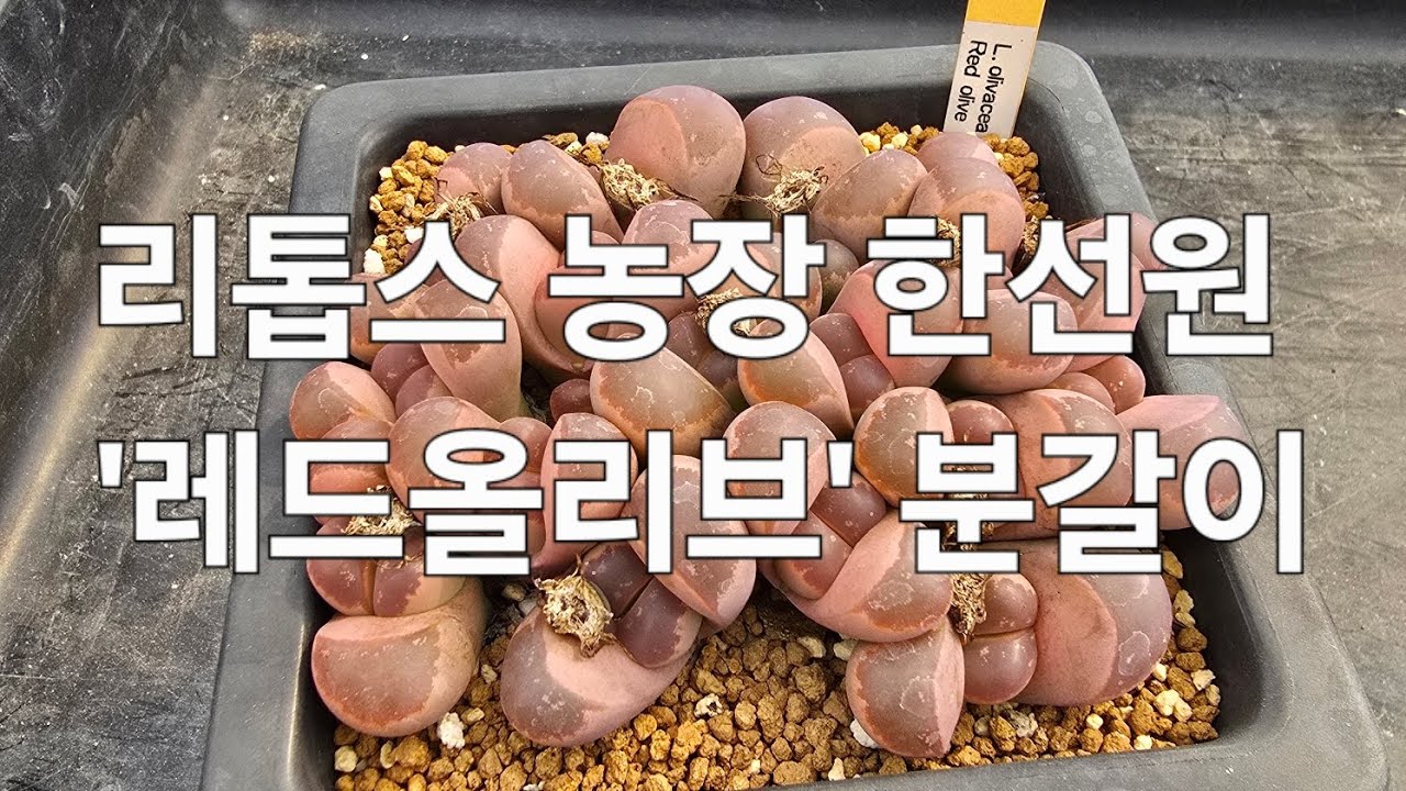 리톱스 농장 한선원 #다육식물 #다육 #다육이 #다육이키우기 #리톱스 #다육이화분 #리톱스키우기 #아프리카식물 #반려식물 #미니식물 