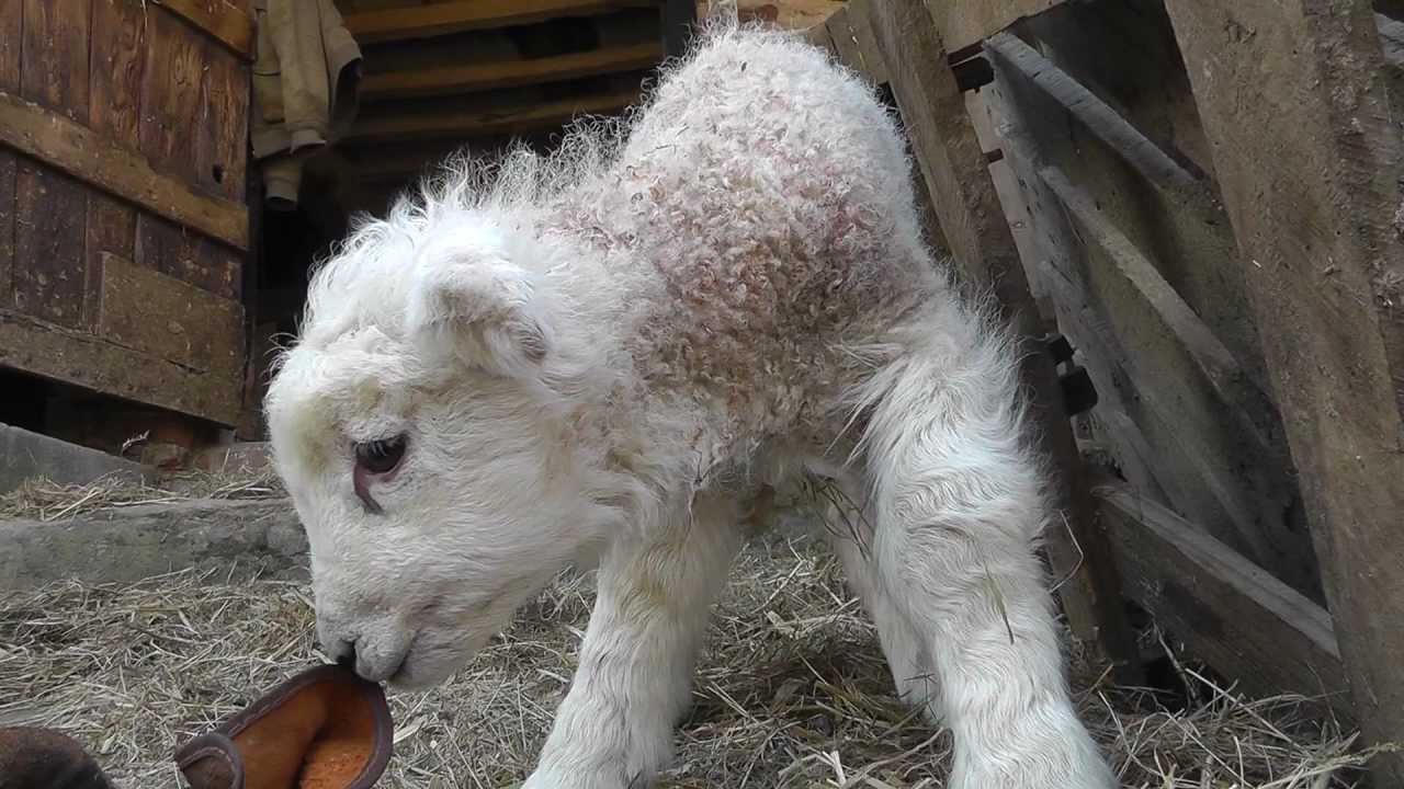 Cutest Newborn Baby Lamb, Windout Farm, Devon