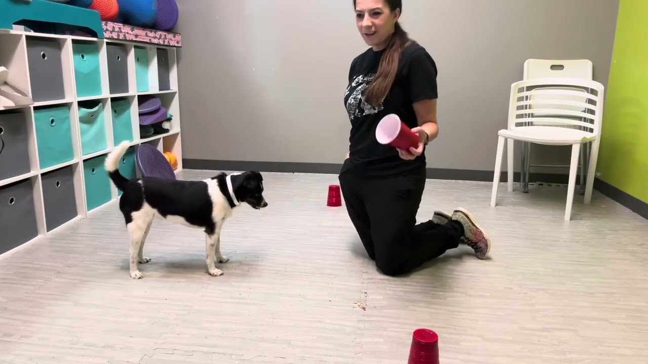 Phoebe trick day 