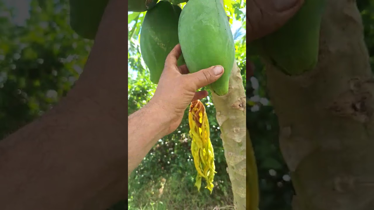 yegando a la finca con el trapiche