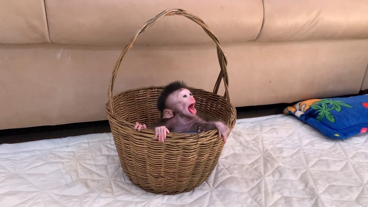 Oh my g0t..!! Hunnqrrii BB C..yii loudly when mom put her in basket