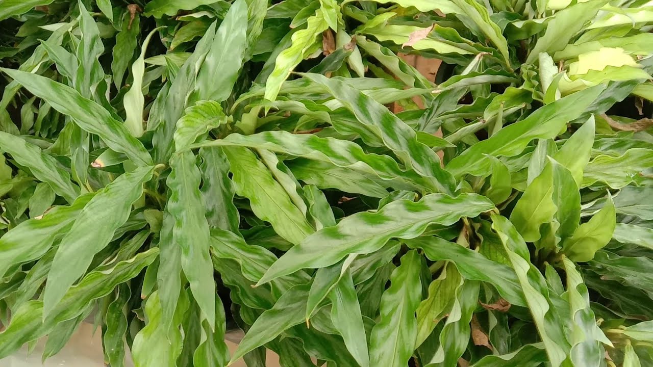 Calathea rufibarba green (Goeppertia rufibarba) - Ornamental plants