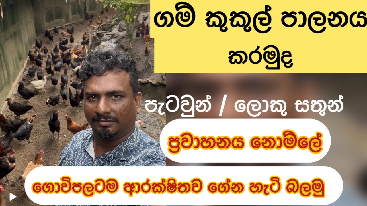 ගම් කුකුලු පාලනය කරමු පැටවුන් ගොවිපලටම ප්‍රවාහනය #animalava #chicken #backyardfarming #farmchicken 