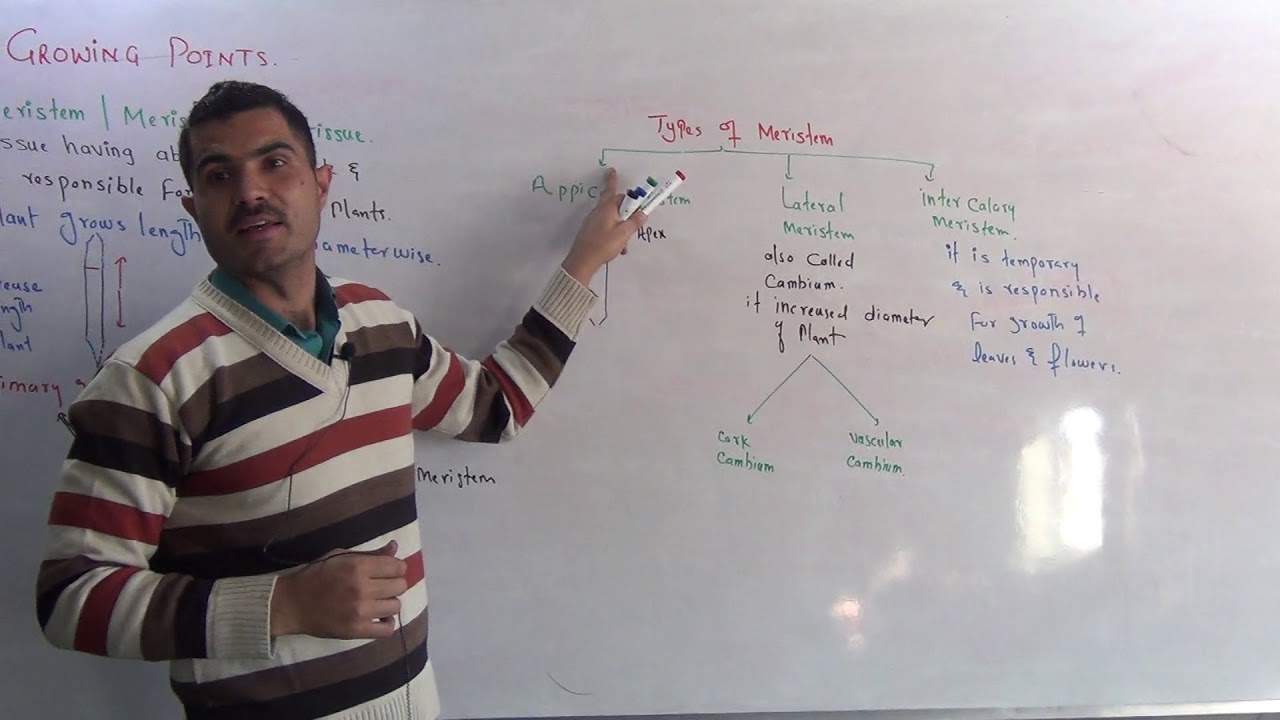 Growing points , meristem ,types of meristem primary and secondary growth urdu hindhi