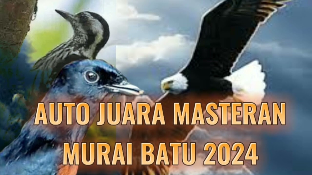 MASTERAN MURAI BATU // AUTO JUARA // TEMBAKAN ELANG // LAWAN LANGSUNG NGABRET