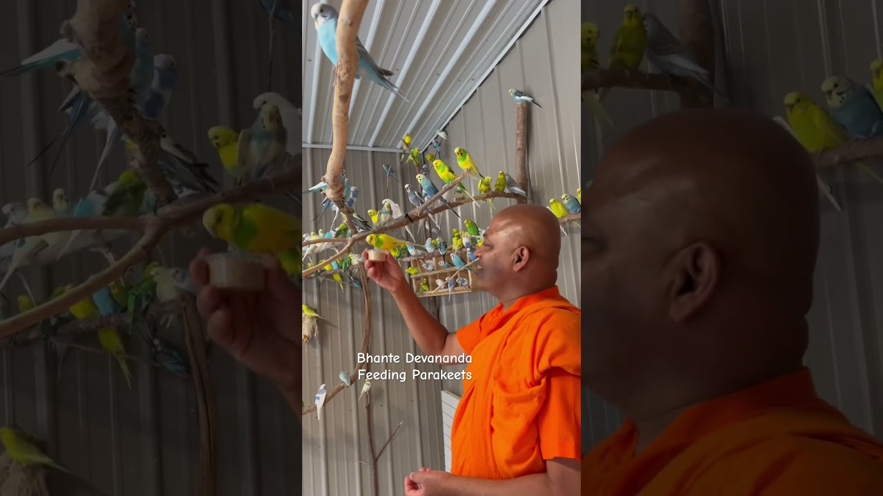 Bhante Devananda sharing loving kindness and food to parakeets