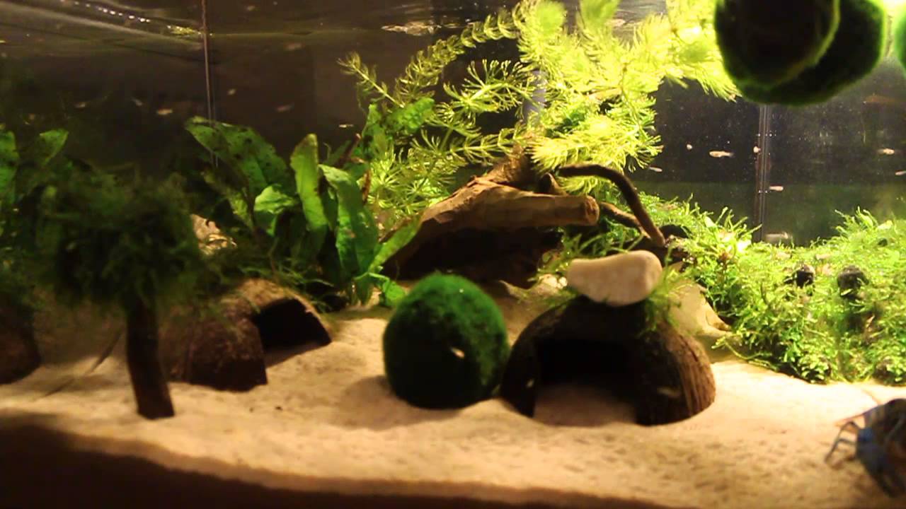 Akwarium Procambarus Alleni