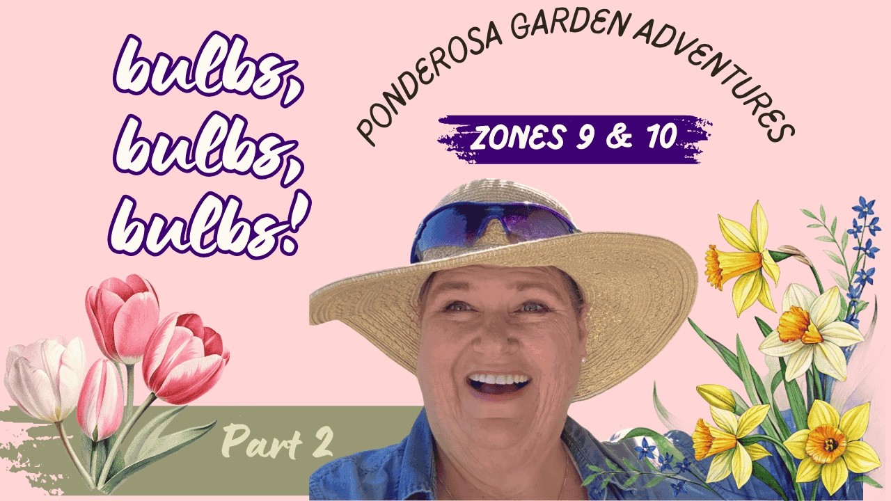 Bulbs Part 2 - Containers Zone 9/10
