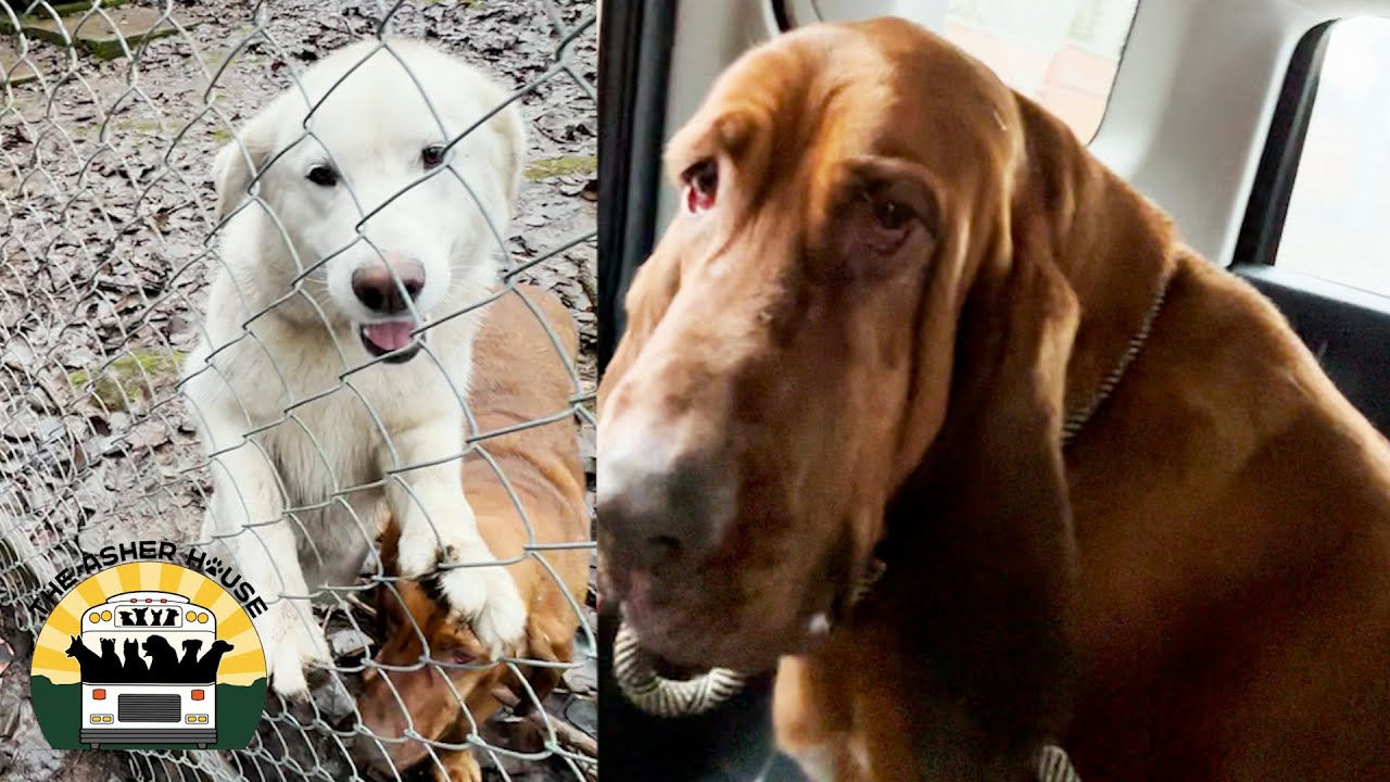 I'm certain these dogs had never slept in a house before | The Asher House