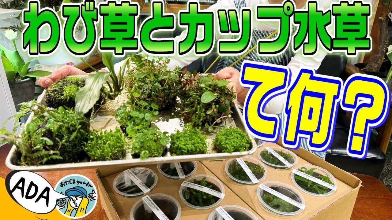 【アクアリウム】ADAって何？侘び草って何？カップ水草って何？組織培養って何？（今更聞けないアクアリウムの常識を説明します！アクアリウムを簡単に楽しく維持しよう）