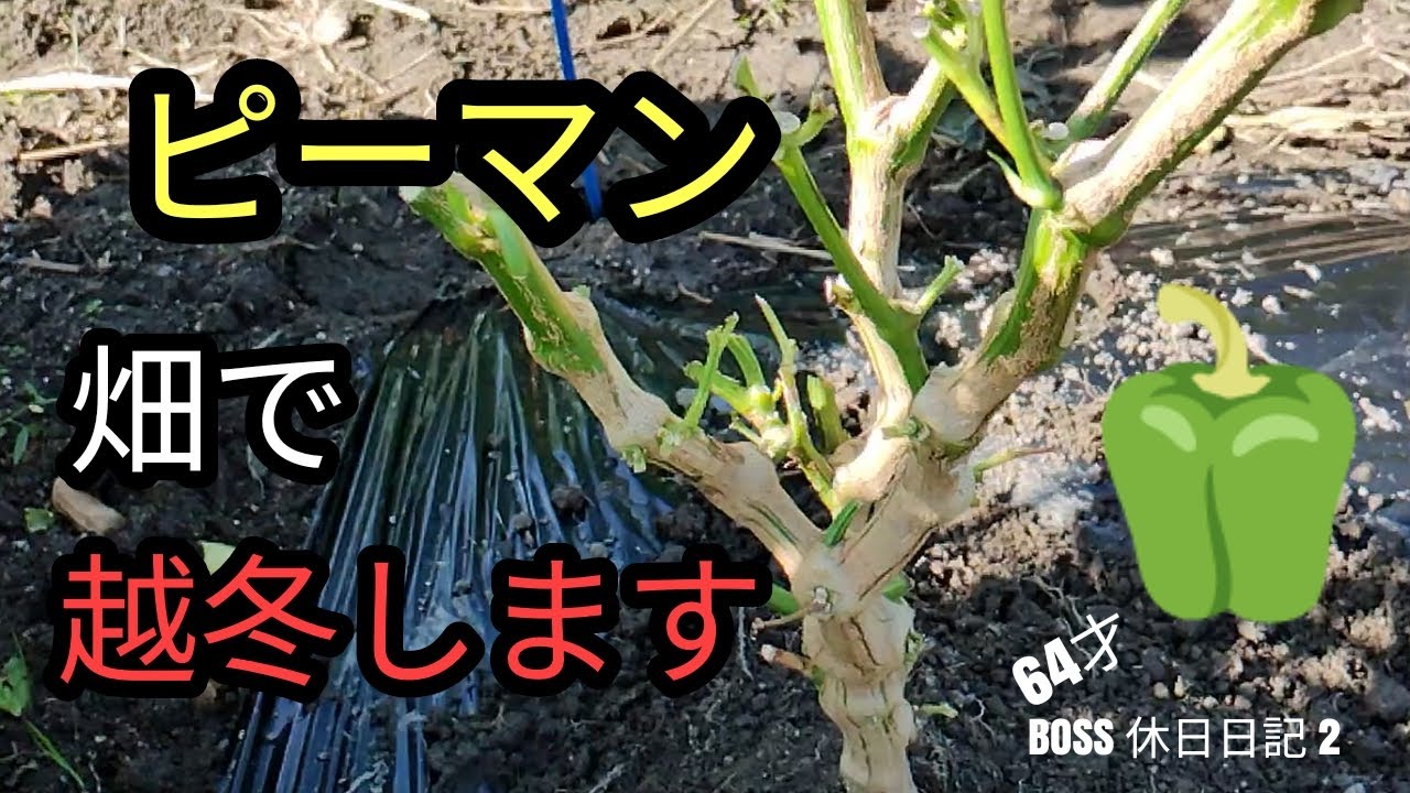 ピーマン　畑で越冬　冬越しをします。来年はタダでピーマンが栽培できるようにチャレンジします　今年、11月の今まで大収穫でした