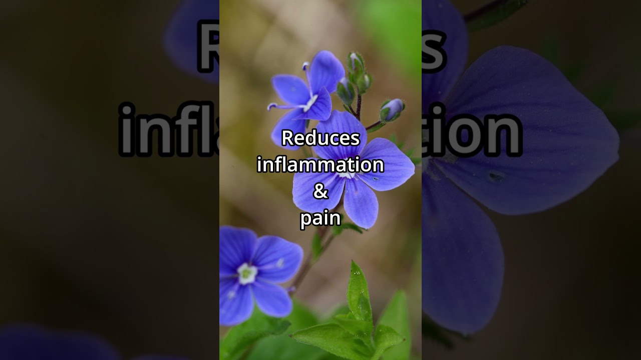 The Top Health Benefits of Speedwell in 30 Seconds #herbs #plants #plantmedicines #herbology