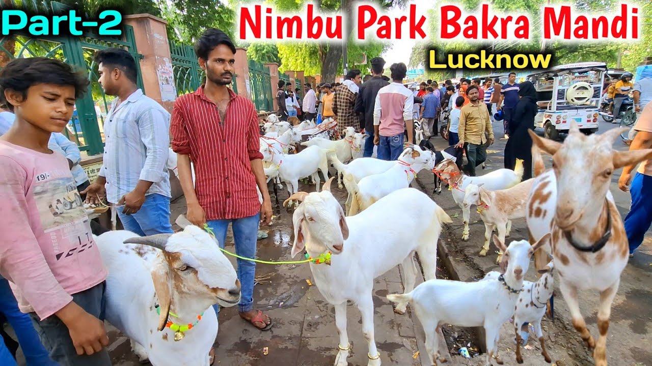 Nimbu park bakra mandi Lucknow |Part-2 |Lucknow Bakra Mandi |Bakra Eid special
