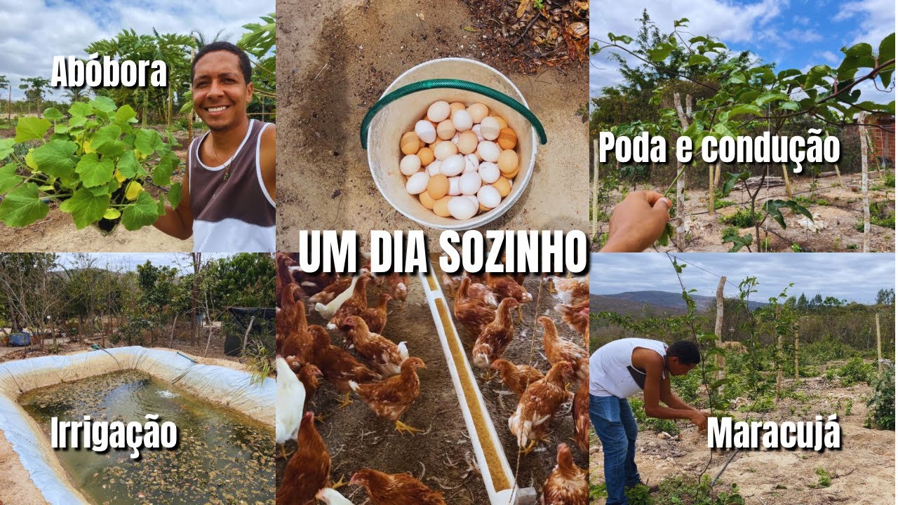 Fiquei sozinho na roça, rotina rural, plantei abóbora, podei o maracujá!