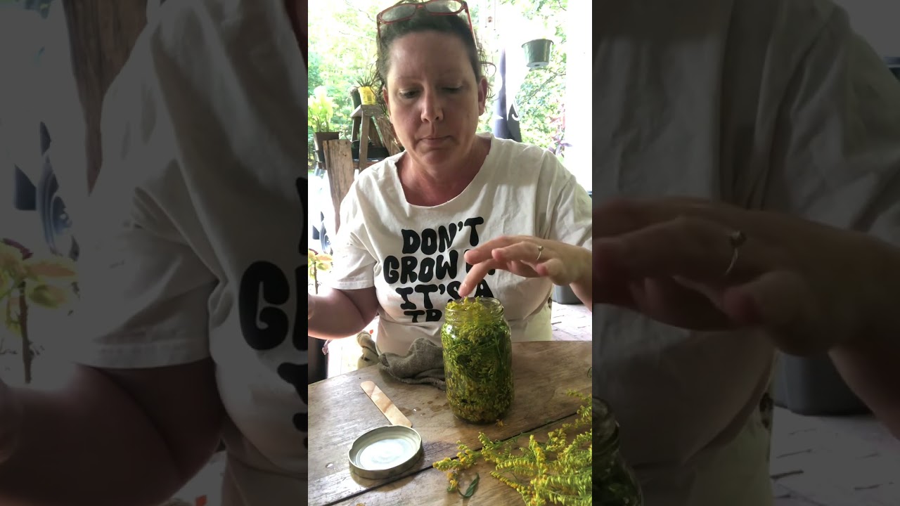 Golden Rod tincture for seasonal allergies. How to make a tincture.