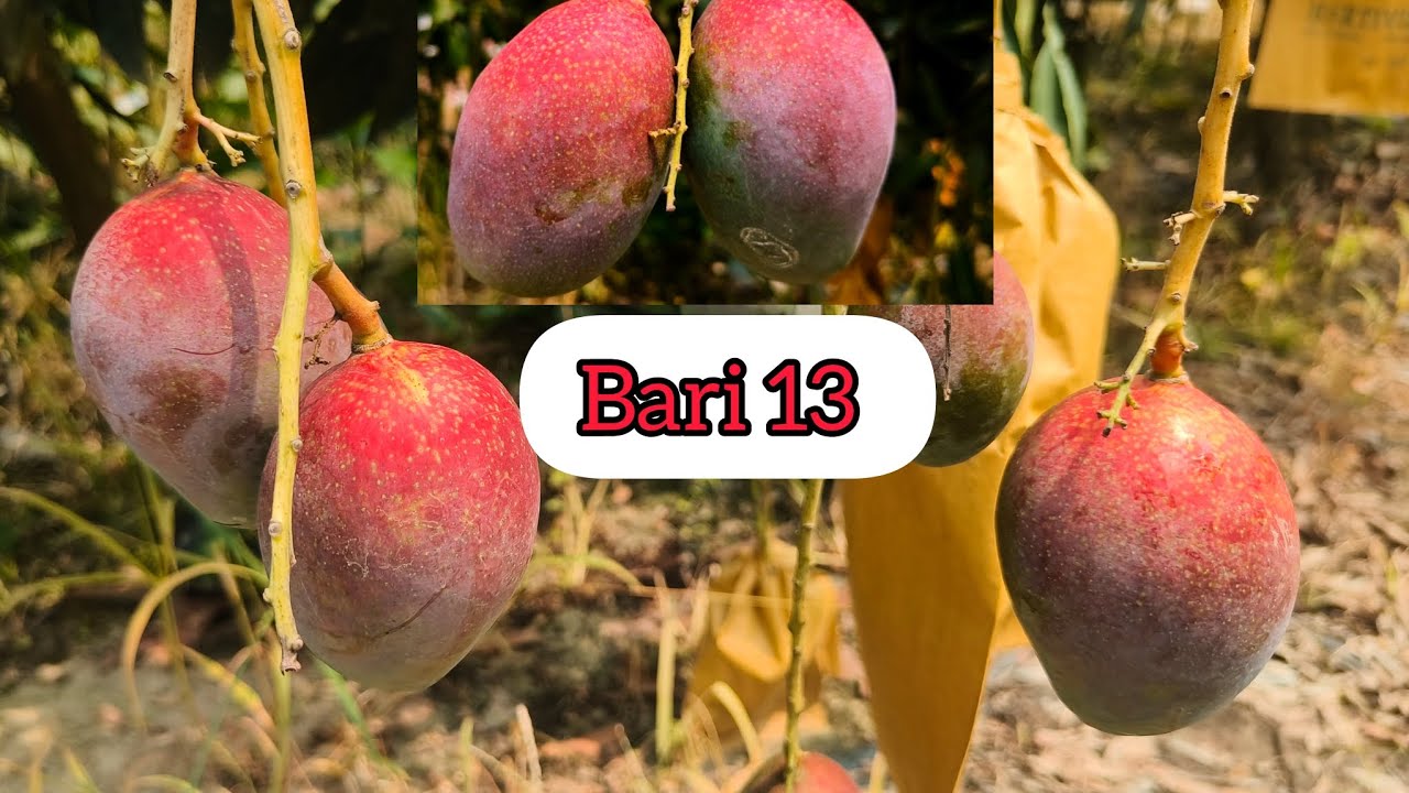 Bari 13 mango🥭 best mango Verity, colorful mango #mango #fruit #garden