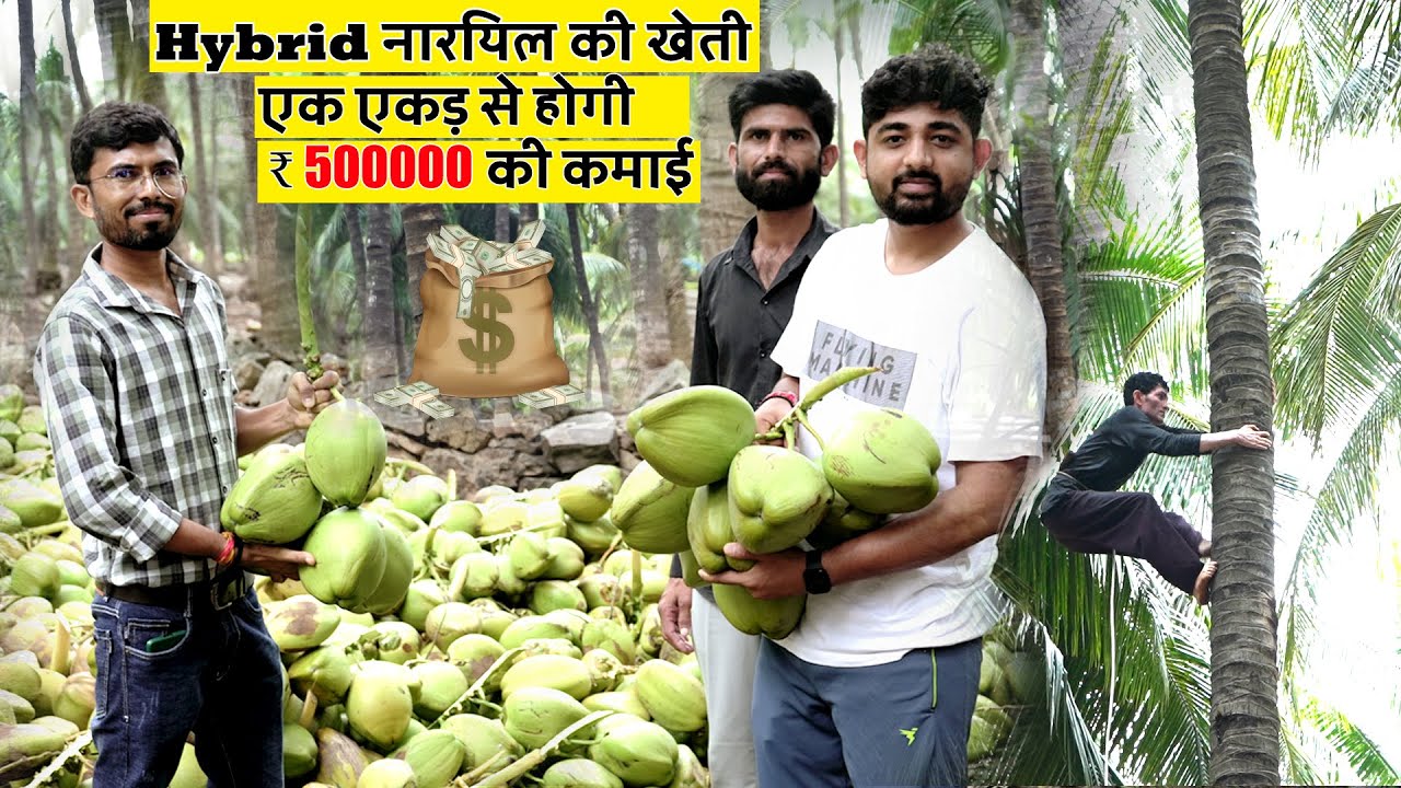 हाइब्रिड नारियल की खेती 🌴 Coconut Farming 🌴 एक एकड़ से होगी ₹500000 की कमाई  🌴 Food and Farming