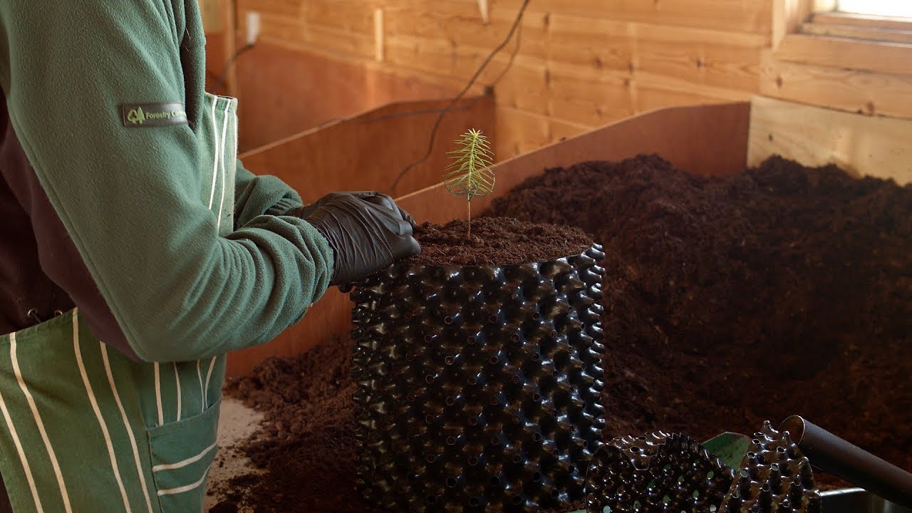 Bedgebury potting