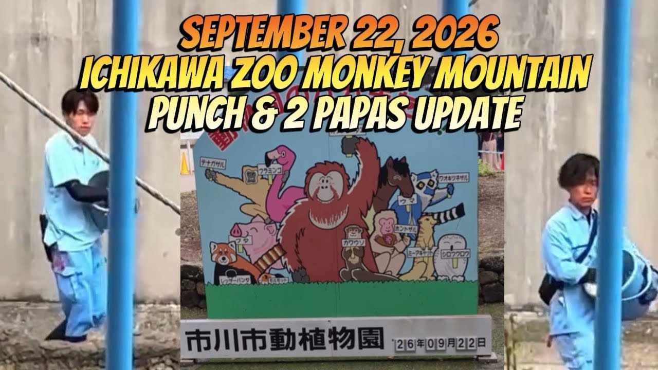 Punch-Kun and 2 Papas Ichikawa Zoo Monkey Mountain September 22 #punch #zookeeper #ichikawa #zoo 