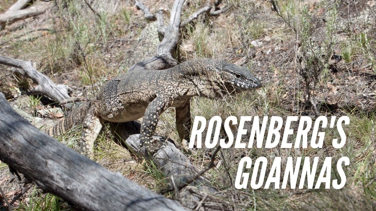 Looking for Rosenberg's Goannas | Wildlife Drones