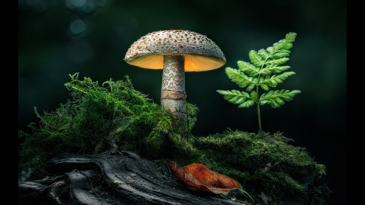 Glowing Mushrooms