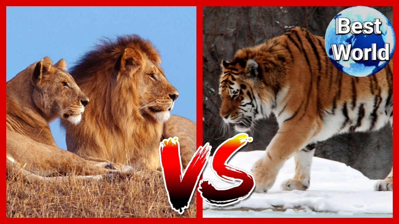 Oroszl&aacute;n VS Tigris