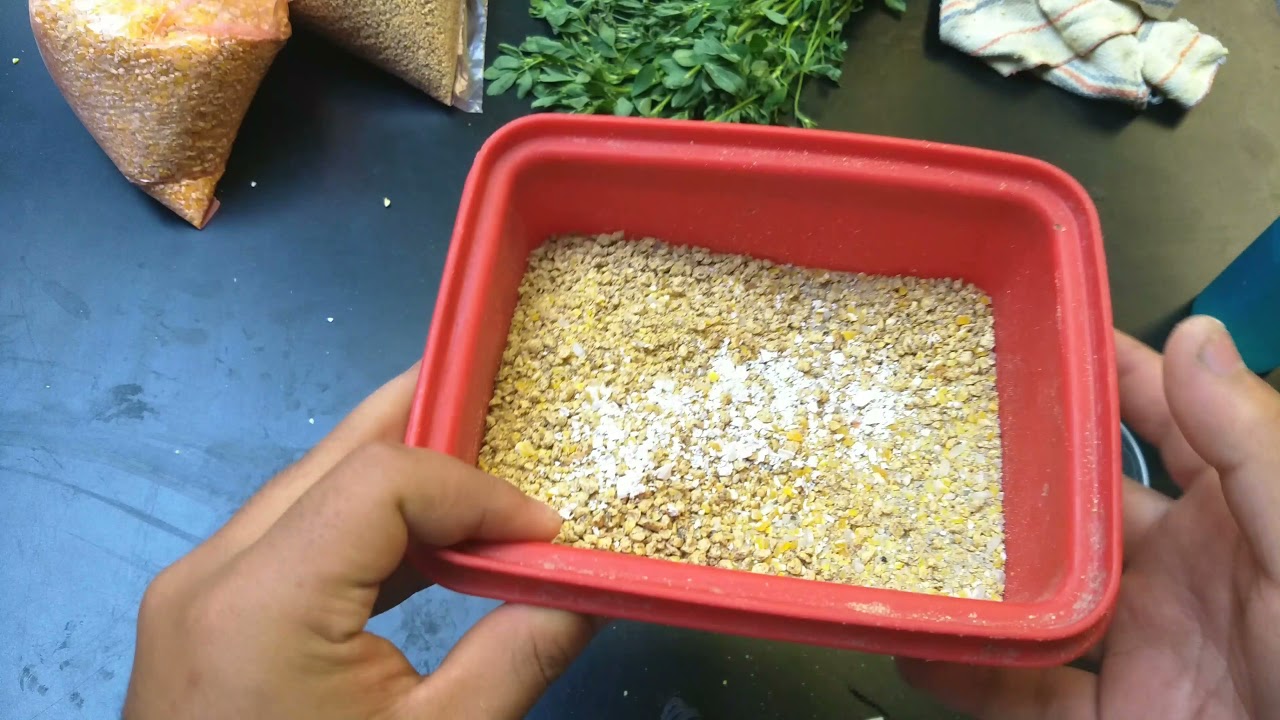 ¿Cómo alimento a mis  Gansos y Patos bebés? 🦆