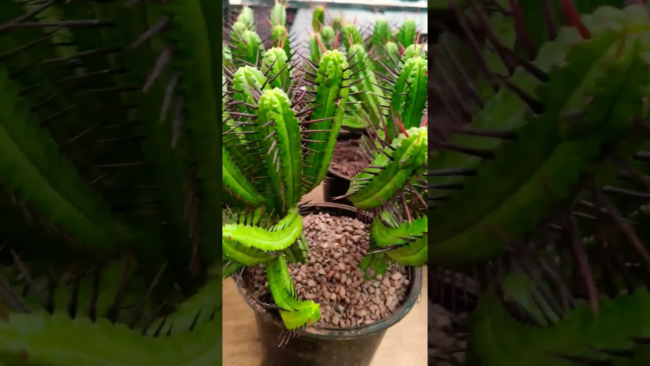 Cactos lindos, #cactoseplantassuculentas #suculentas #cactos