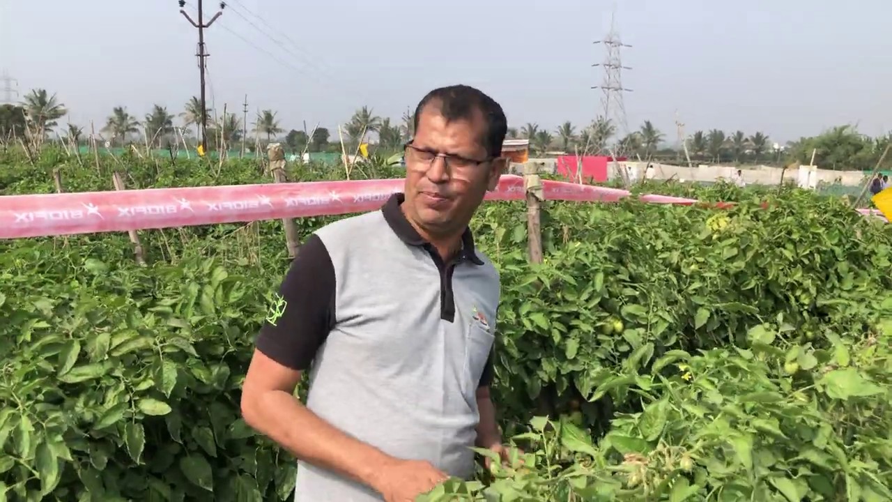 Fantastic Results of Biofix products on Tomato with Package Of Practice