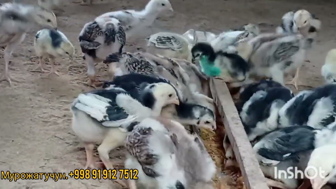 ЖУ́ЖА ЗАКАЗ КЛГАНЛАР УЧУН 