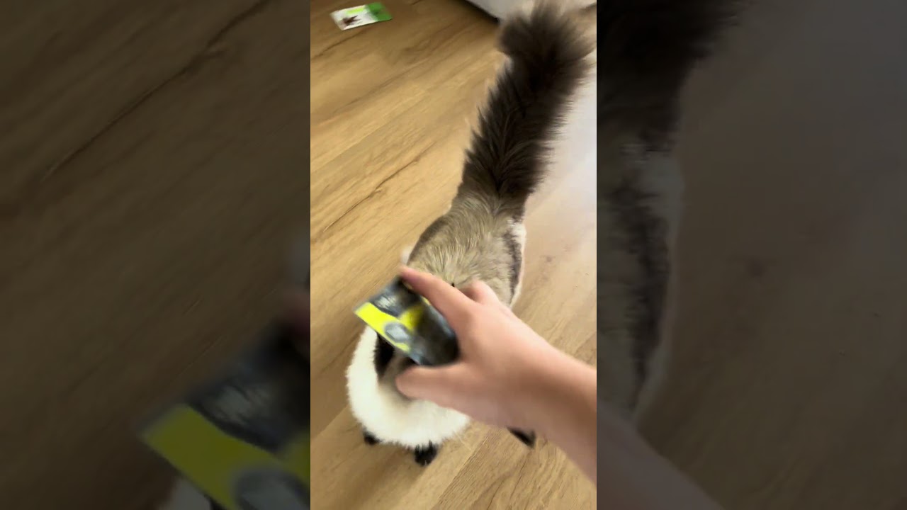 Sztuczka na kota 😺😎 #kot #ragdoll #diables