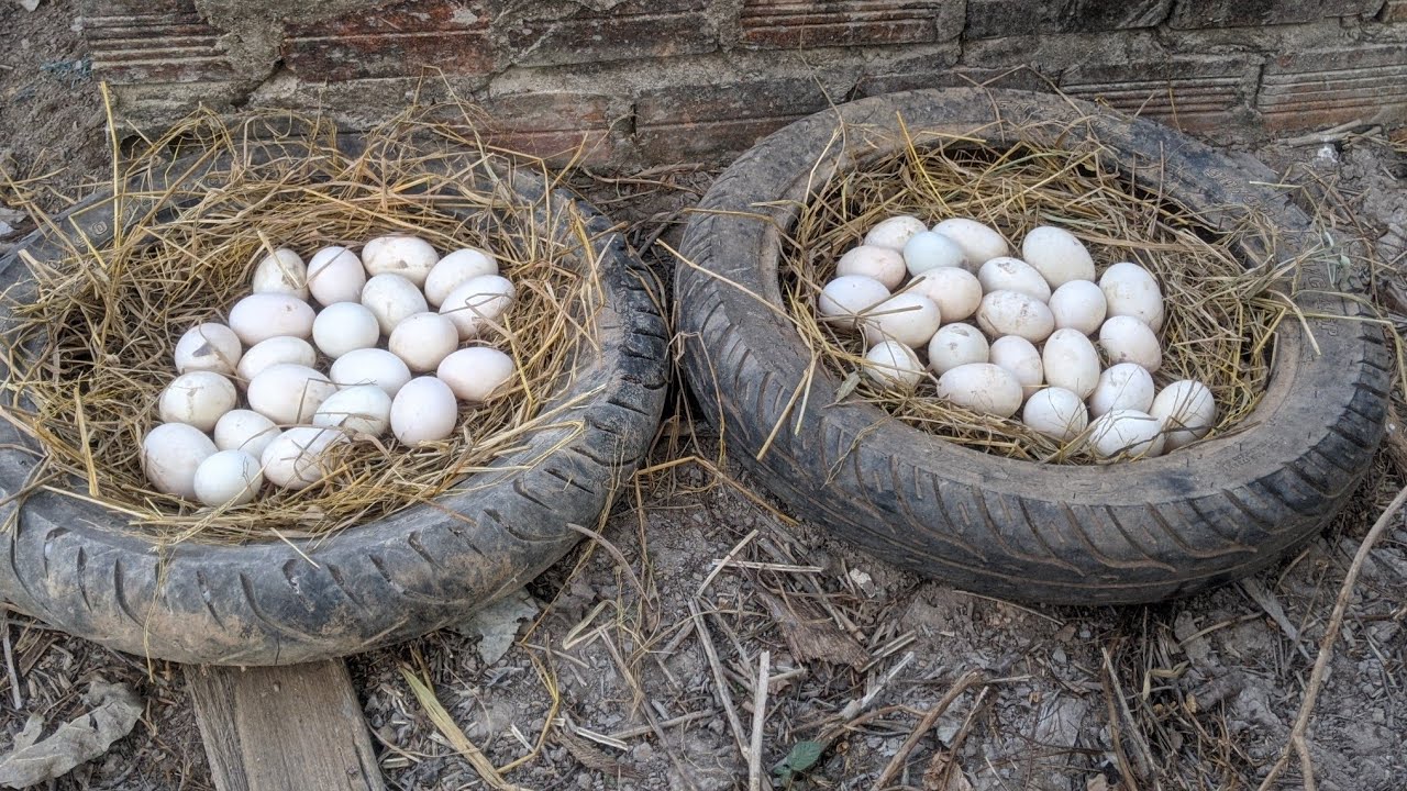 Many eggs in tire casings collected by skilled hands