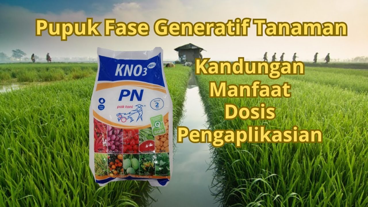 Review Pupuk Fase Generatif Kno3 Putih Pak Tani Pelebat Bunga dan Buah Tanaman