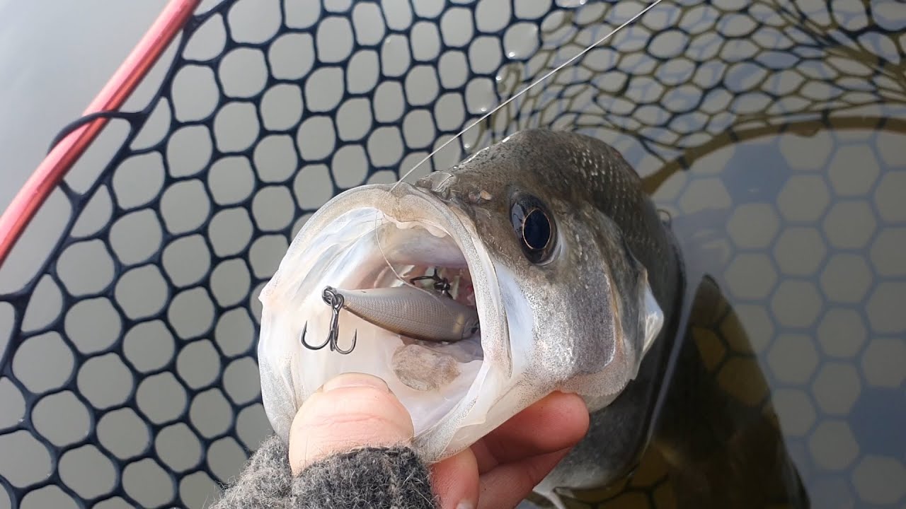 This Fish Choked My Lure