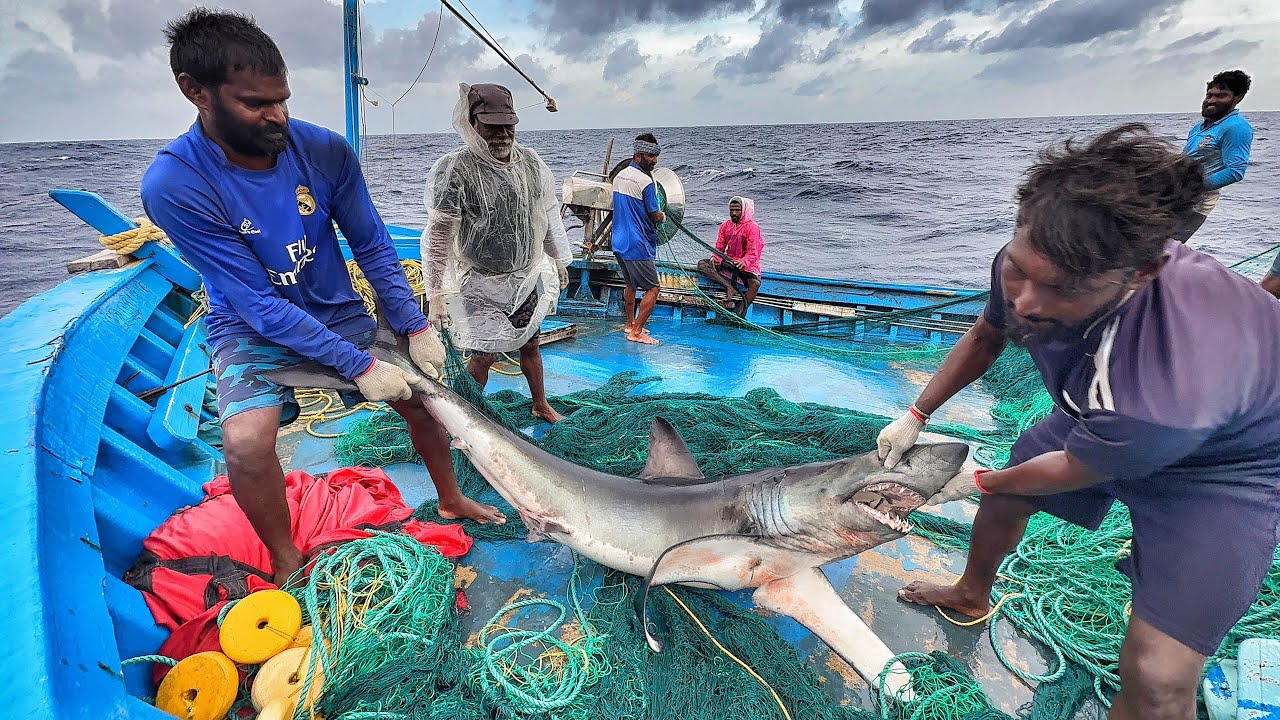 Great!! The Seventh Day We Stayed In The Deep Sea & Caught A Lot Of Tuna Fishes | Day-07 | S07-EP07