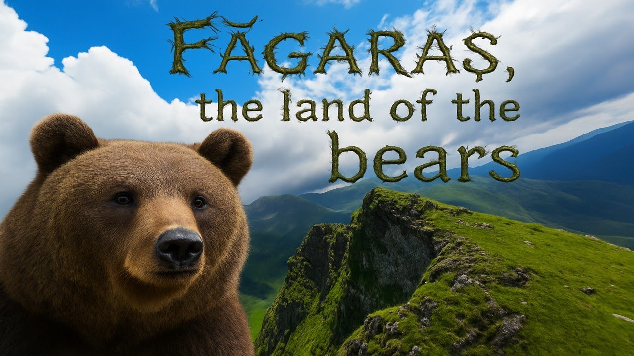 Făgăraș, land of the bears