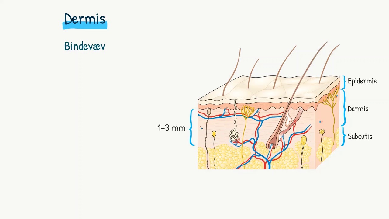 Hud og slimhinder: Dermis og subcutis