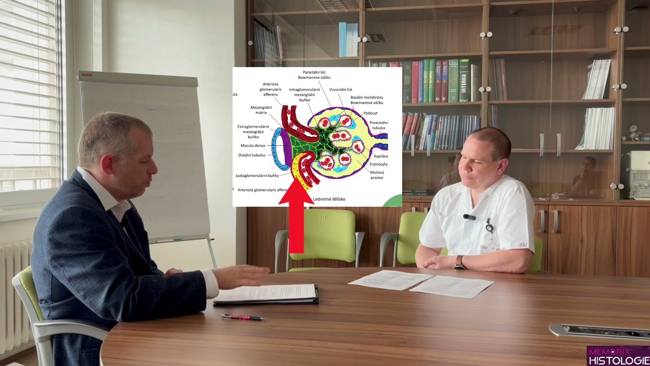 Co z histologie a embryologie nezapomenout? Díl 7: Nefrologie - MUDr. Jan Klaboch, Ph.D.