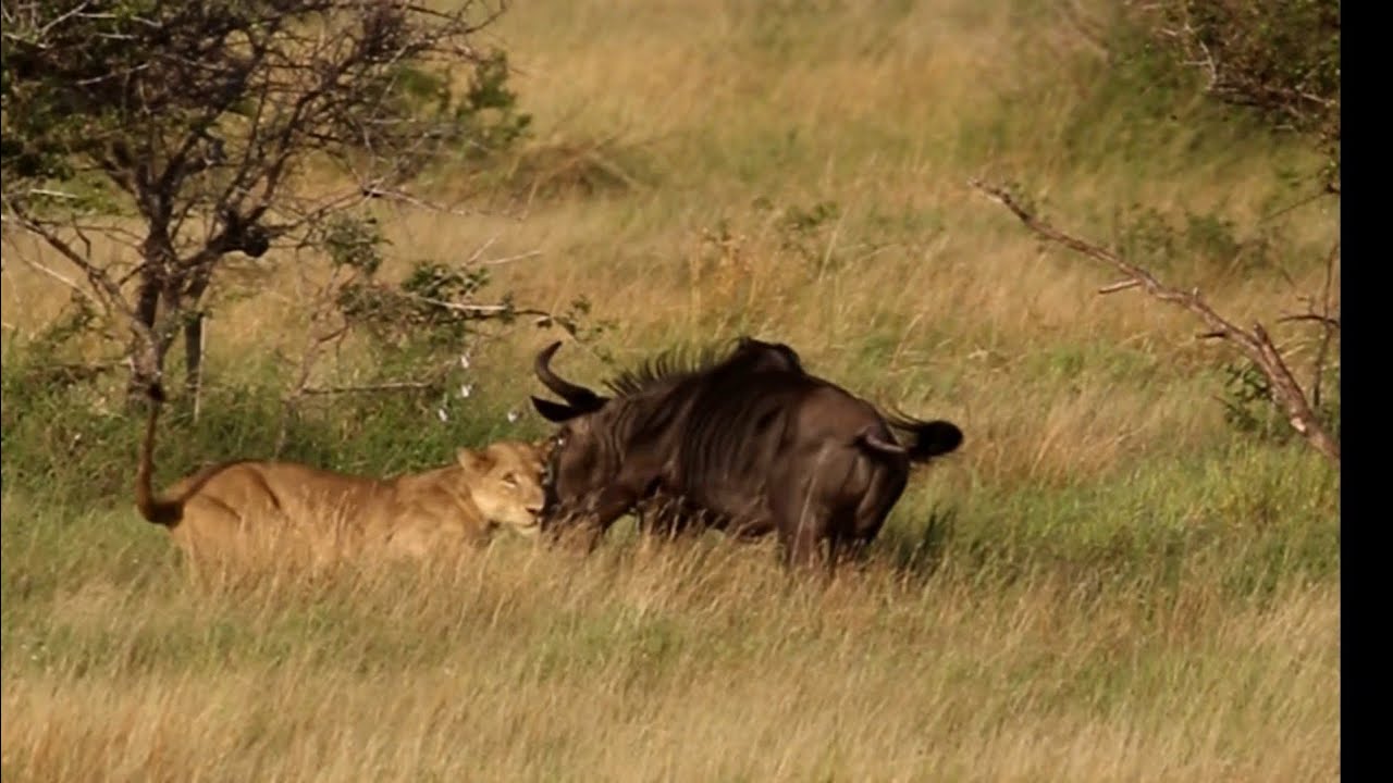 Lioness Stalks and catches wildebeest in Kruger National Park 