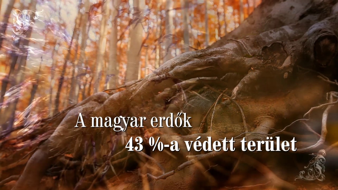 Nemzeti kincsünk az Erdő_Az erdők természetvédelme