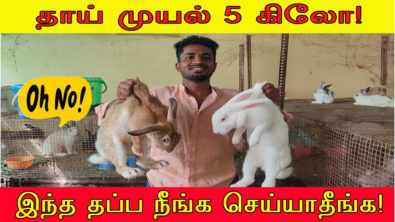 🐰 முயல் வளர்ப்பு – முழு வழிகாட்டி | 🐰 ஆரம்பம் முதல் லாபம் வரை | முயல் வளர்ப்பு தொழில் தமிழில்