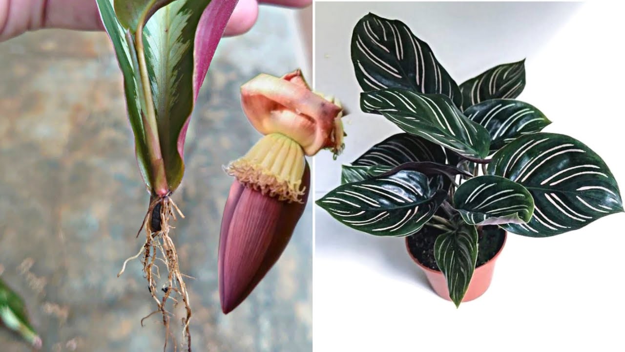 How to Propagation Calathea Cutting Plant From Leaves | Magic Natural Banana Flower Rooting Hormone