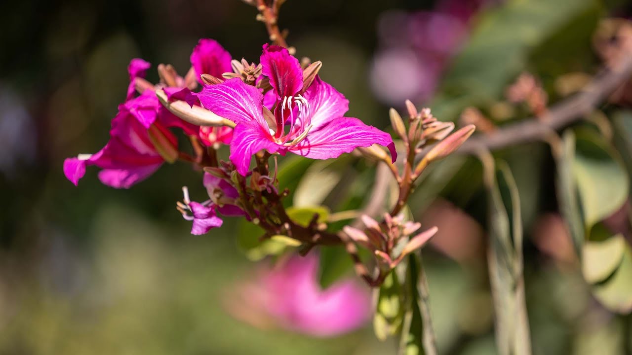 Paul's Picks: The Hong Kong Orchid tree (Bauhinia × blakeana)