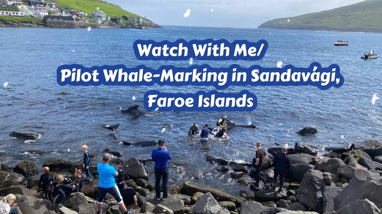 Watch With Me / Pilot Whale Marking in Sandavágur , Faroe Islands #faroeislands #naturesounds