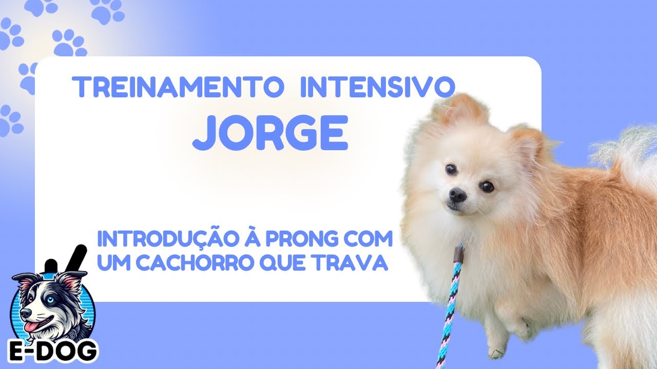 Introdução à prong com um cachorro que trava - Dia 01 - Treinamento Intensivo Jorge