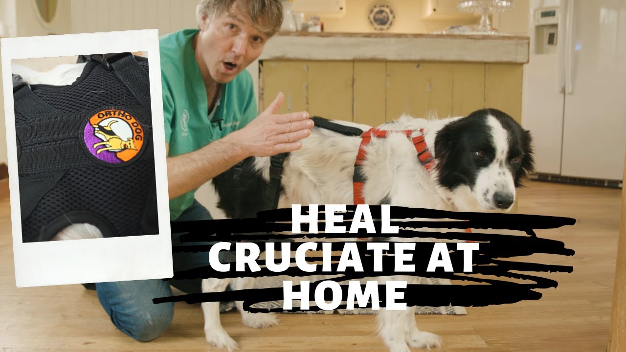 Torn ACL in Dogs: Knee Brace