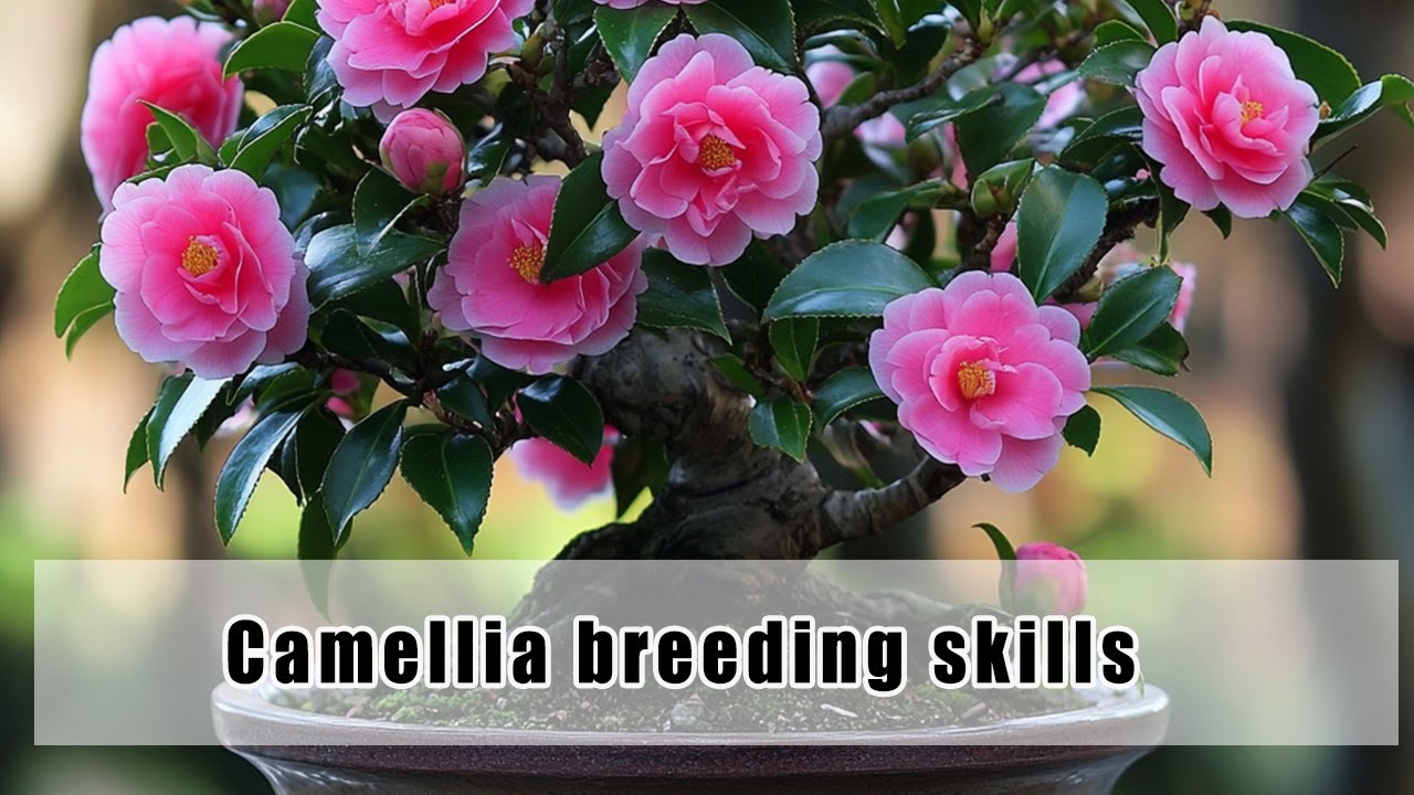 How to Properly Care for Camellias: Common Mistakes to Avoid