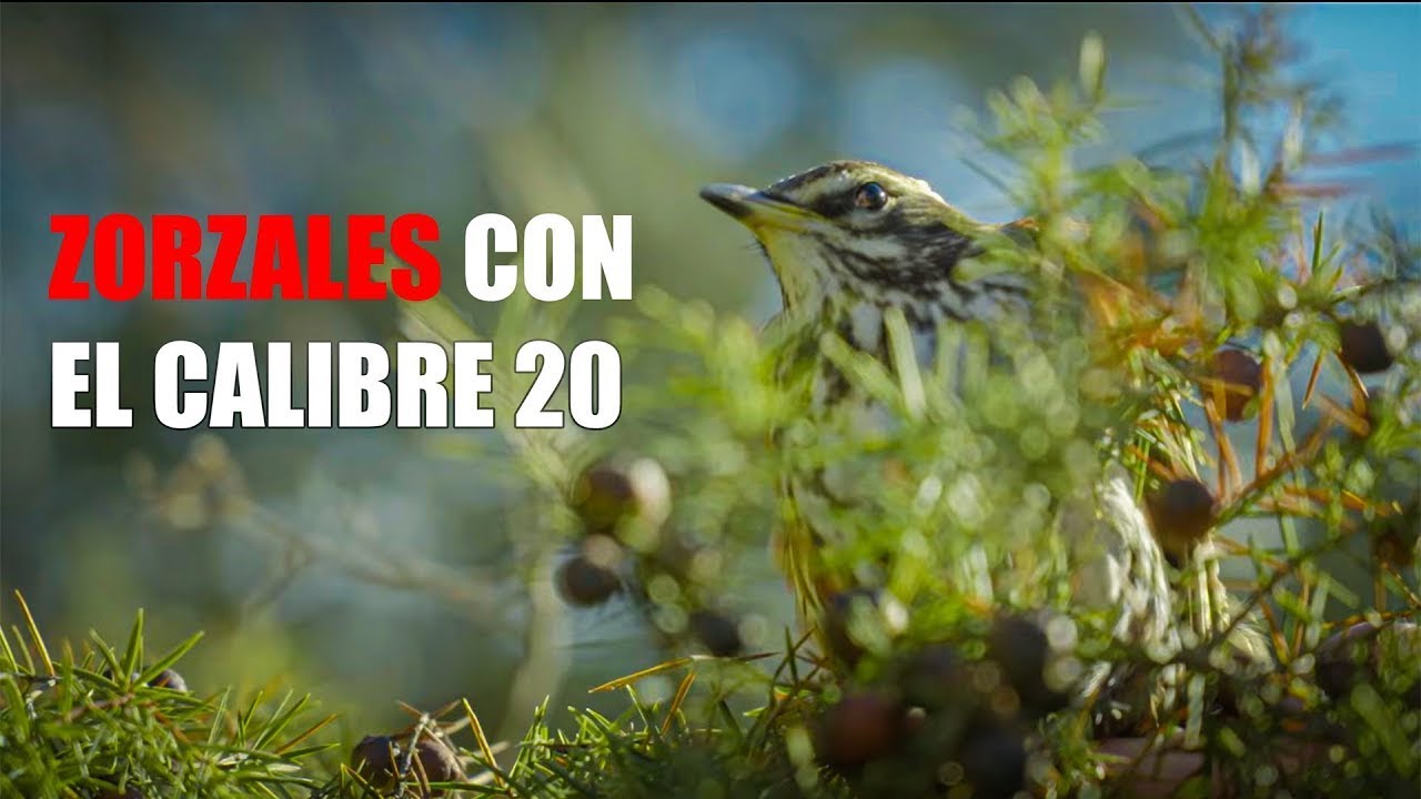 Tirada de zorzales con el calibre 20